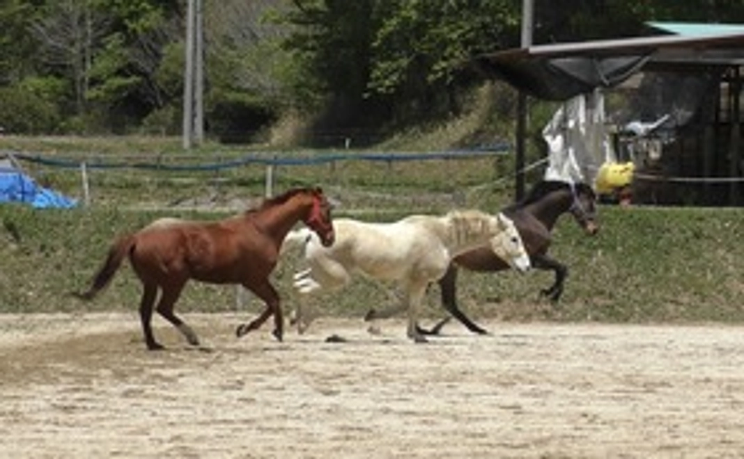 げんき牧場全力応援コース1