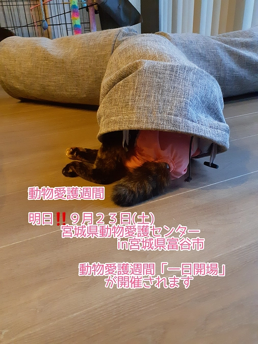 明日の宮城県動物愛護センターの１日開場と昨日の獣医師会一般講演会を聞いて