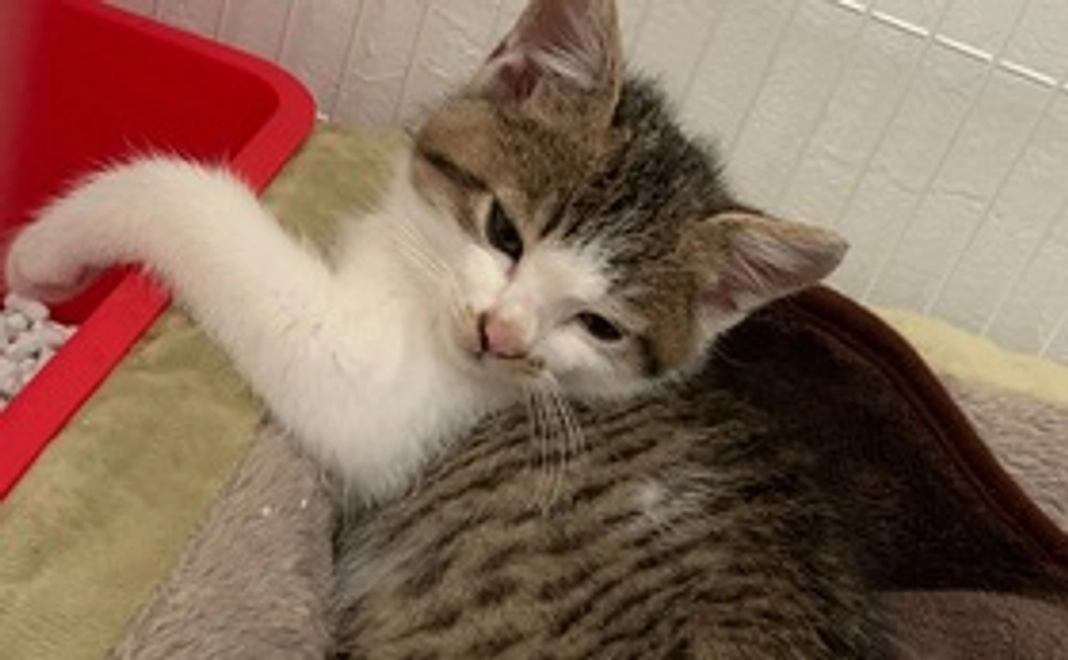 ともえ 感謝のメール＆写真1