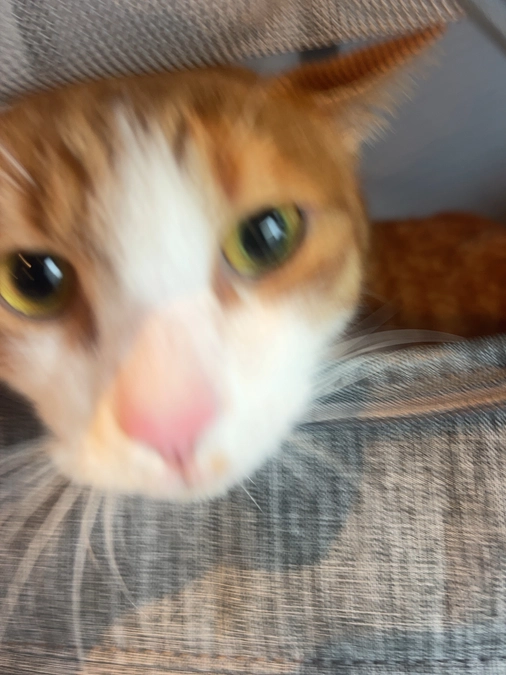 残りわずか3日となりました…