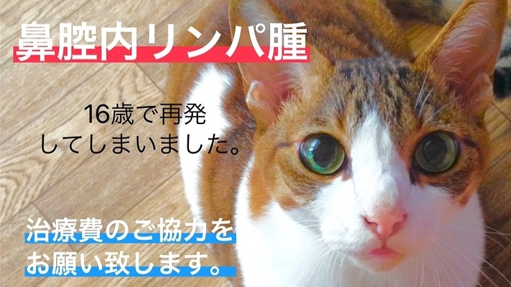 【助けてください】鼻腔内リンパ腫の治療費のご協力のお願いです。