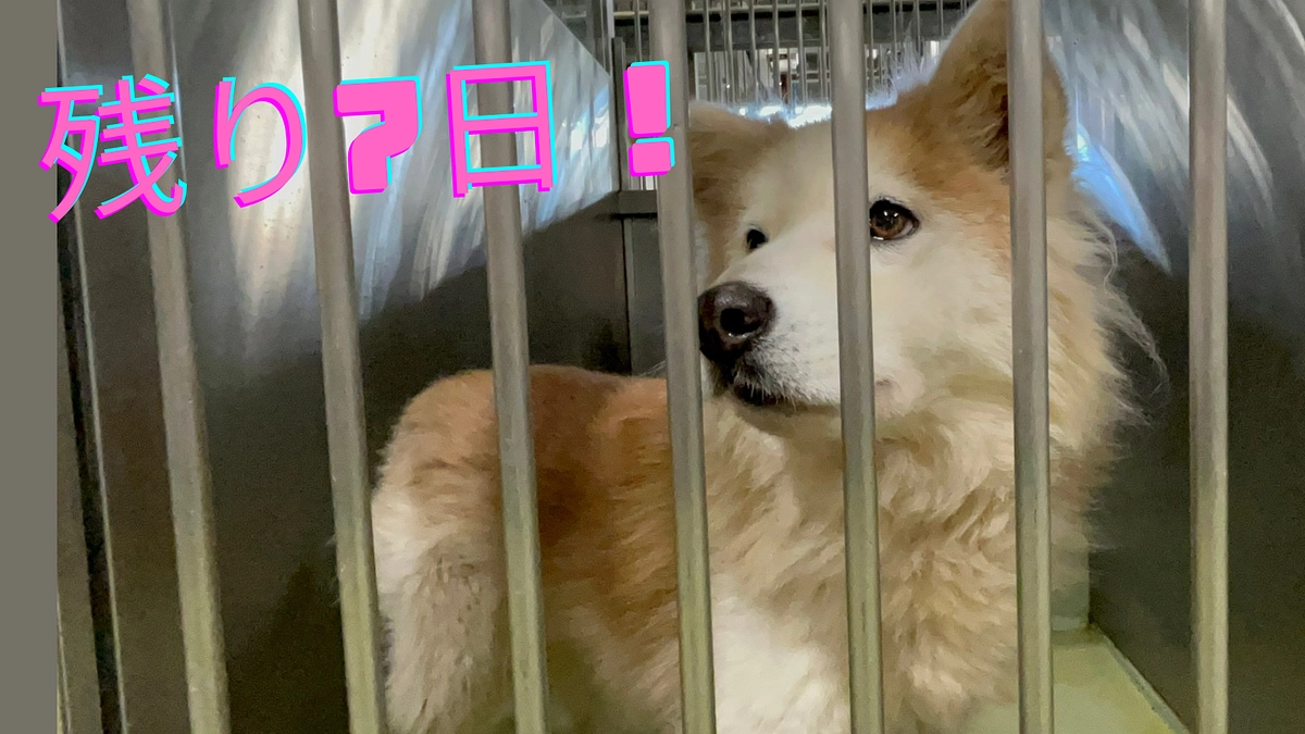 あっという間に、残り7日となりました。