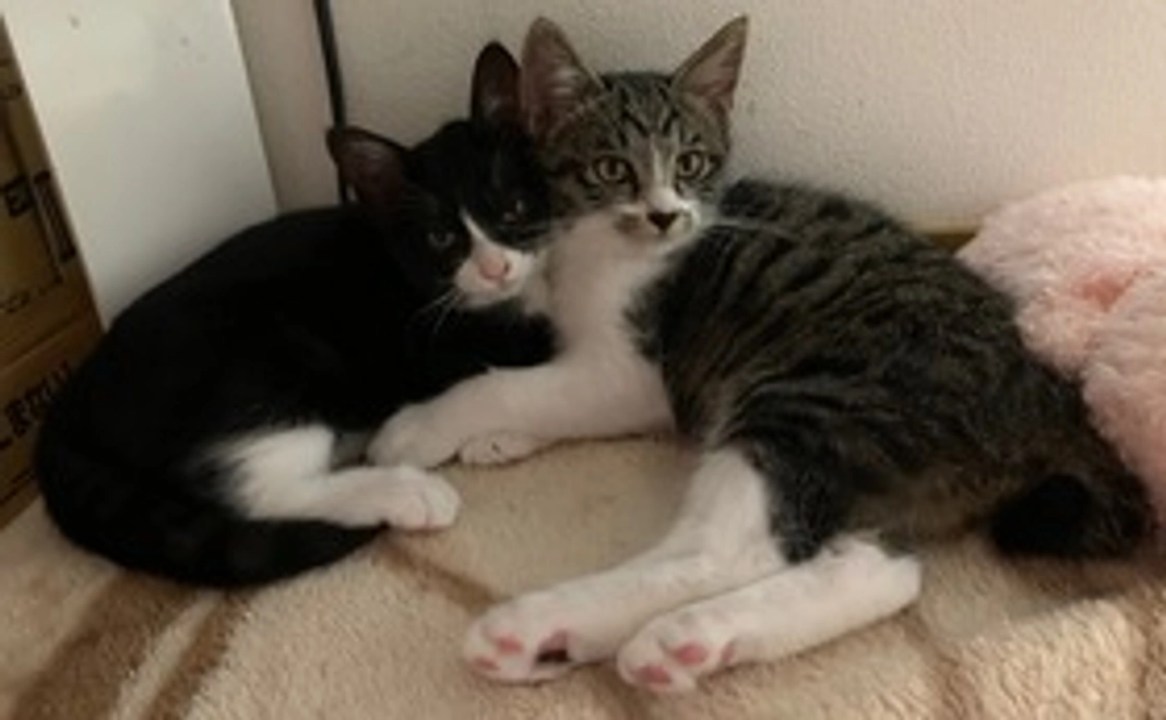 5千円/応援コース