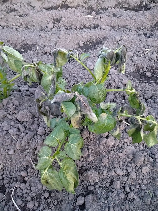 じゃがいもを植えました！　～その６　じゃがいもの危機！～