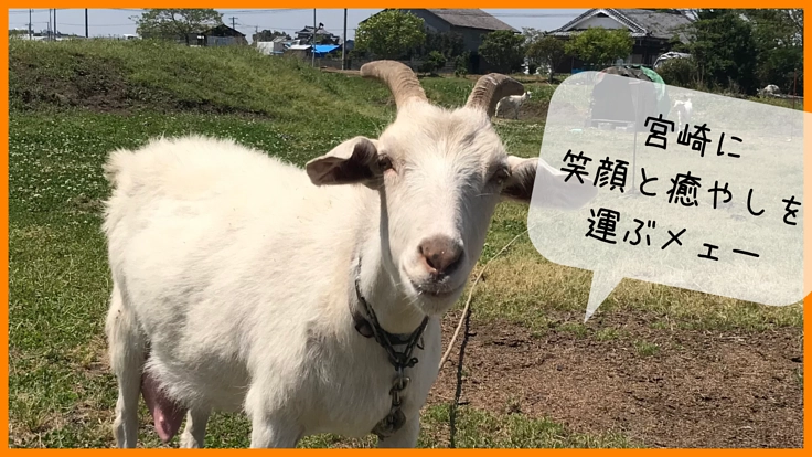 ふれあいの場×除草サービス「ヤギパーク」を作って宮崎を笑顔に!