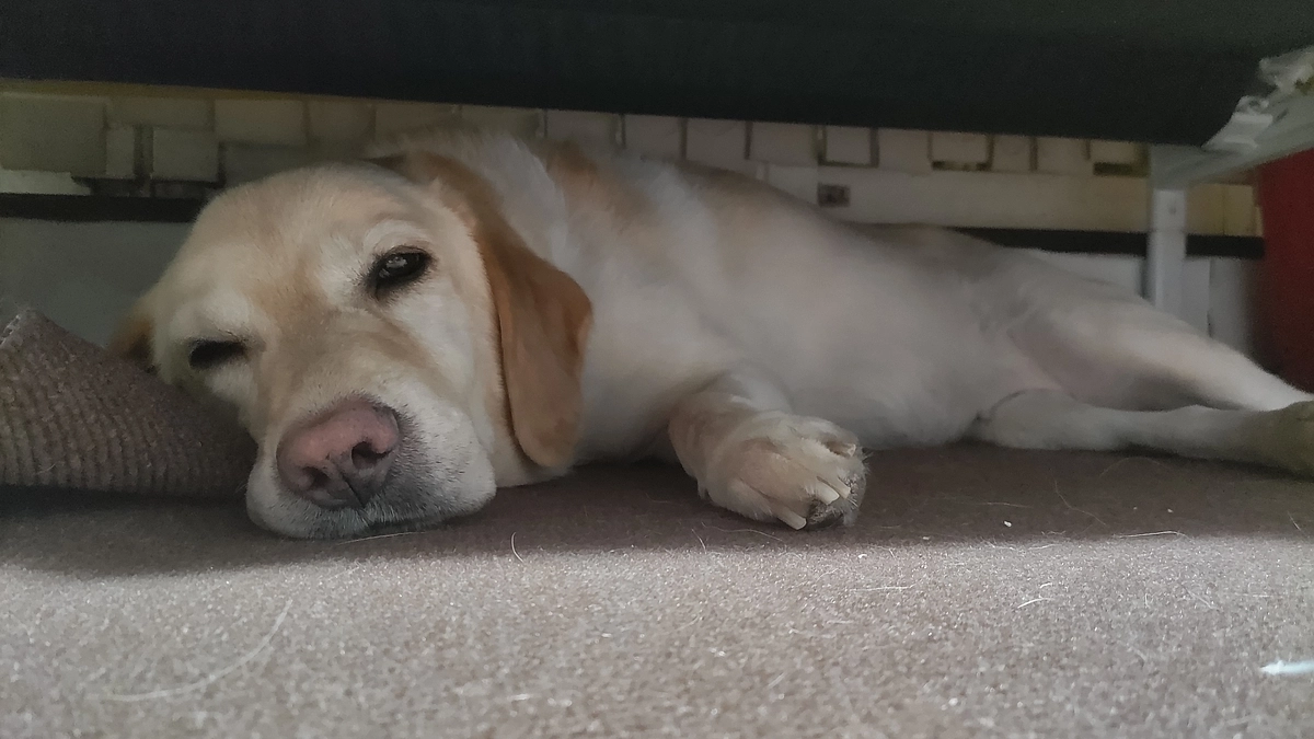 昨日の検索結果 ＃新潟県 ＃悪性リンパ種 ＃抗がん剤治療 ＃ラブラドールレトリバー ＃闘病犬