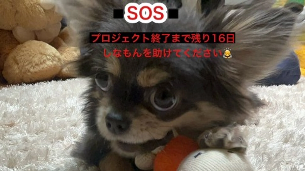 プロジェクト終了まで残り16日　助けて下さい時間がありません　活動報告8回目　