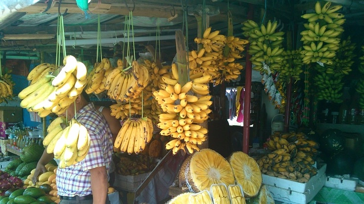 バナナ絶滅危機　バナナと貧困に喘ぐバナナ農家を助けよう