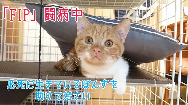 難病 猫伝染性腹膜(FIP)を発症したぽんずを救ってあげたい