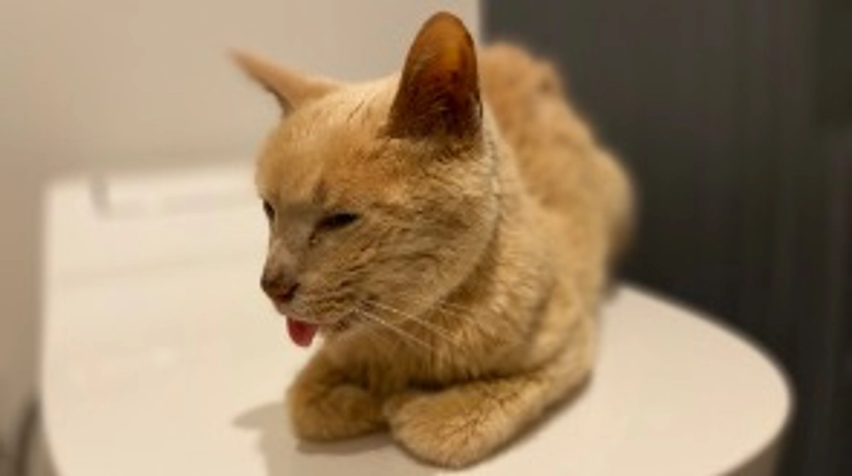 チャタ頑張っています