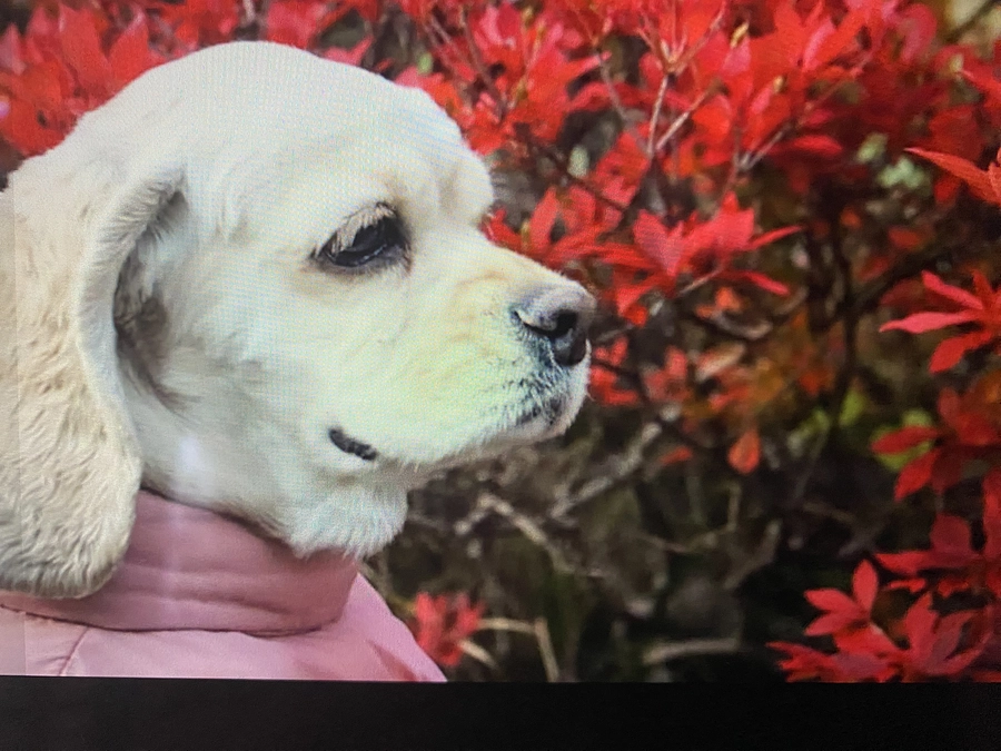 ロレンツア新薬　抗がん剤治療頑張りました