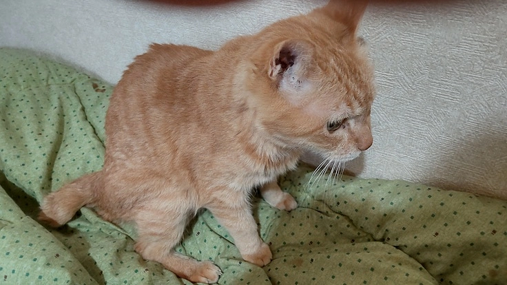 保護猫プロジェクト