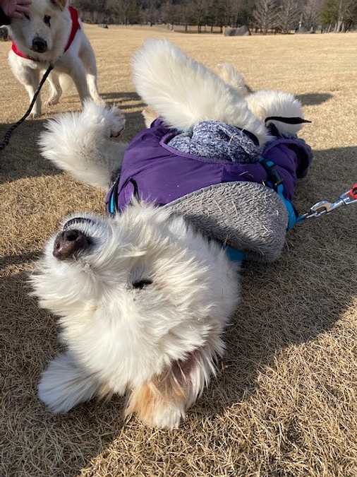 【シェルターNEWS】シロクマ・チョコビ・チッチとお出かけ！