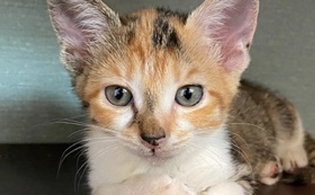 【つばき応援】感謝のメール+つばきの画像1枚