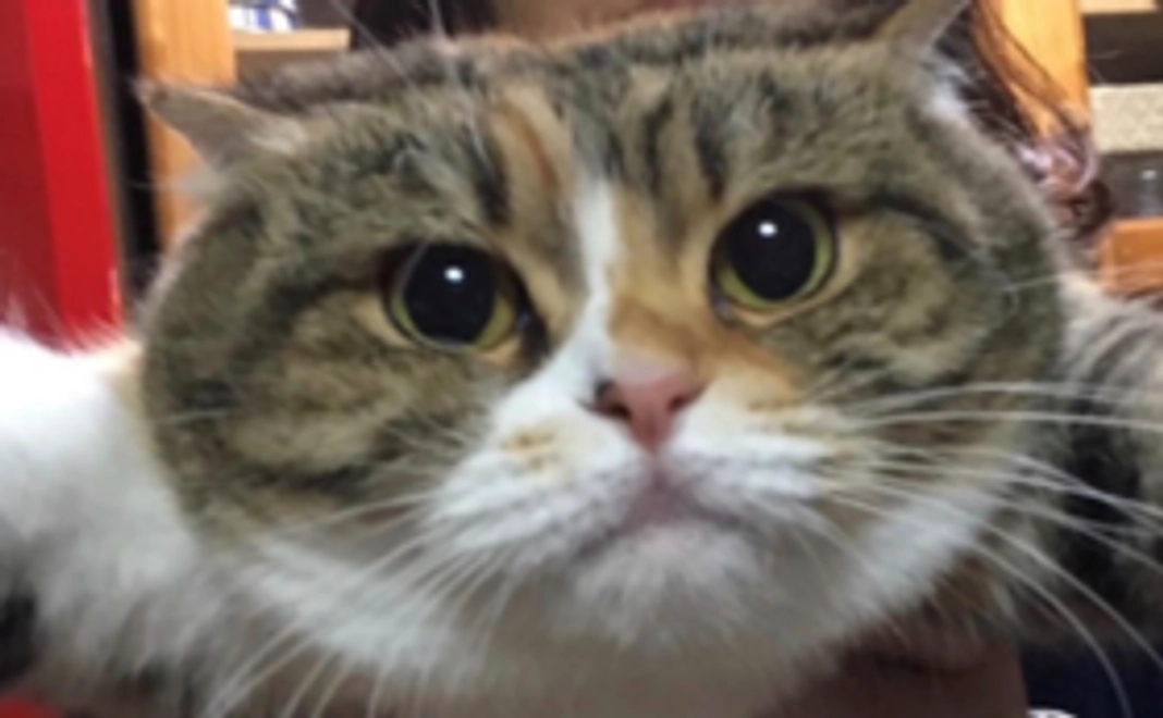 気軽に応援コース