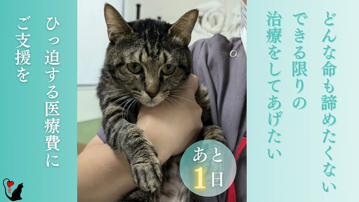 クラウドファンディングネクストゴール挑戦中！残り【1日】