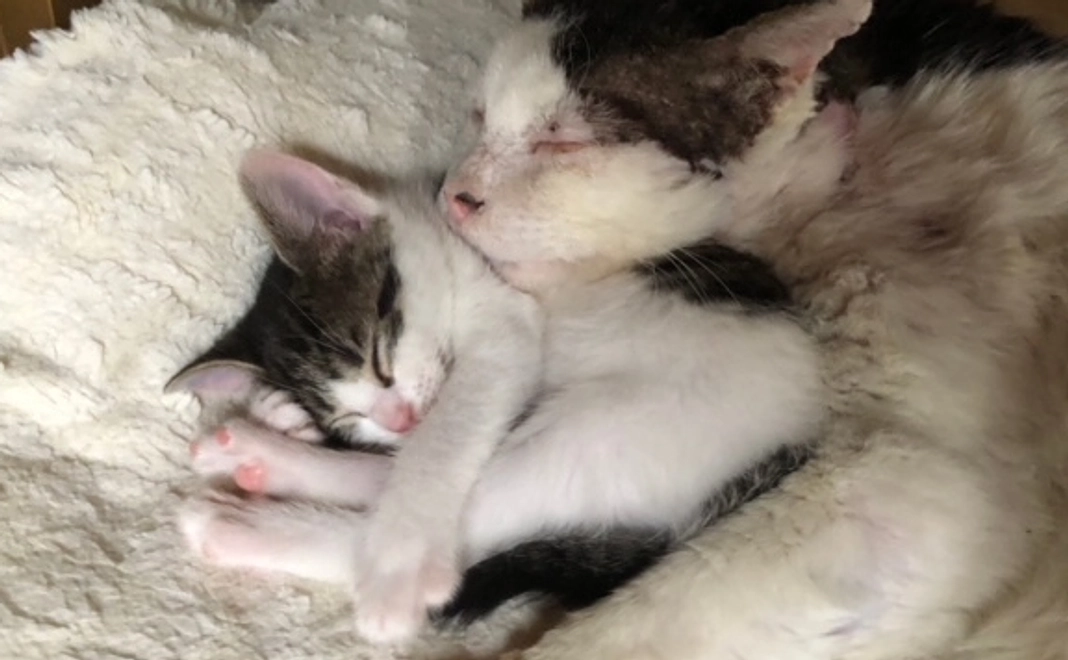 応援コース1＜リターンなし＞