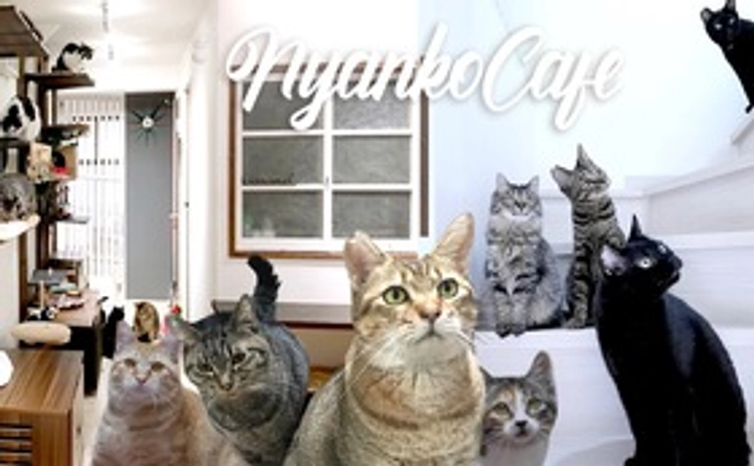 にゃんこカフェ応援(1)