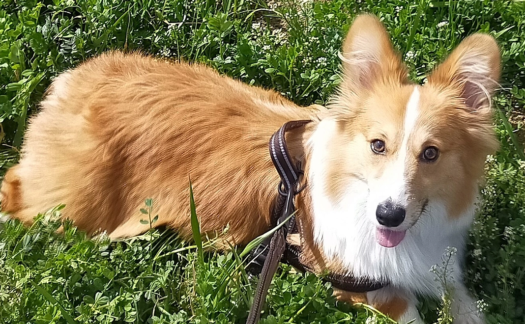 メイちゃんに快適な食事を！①