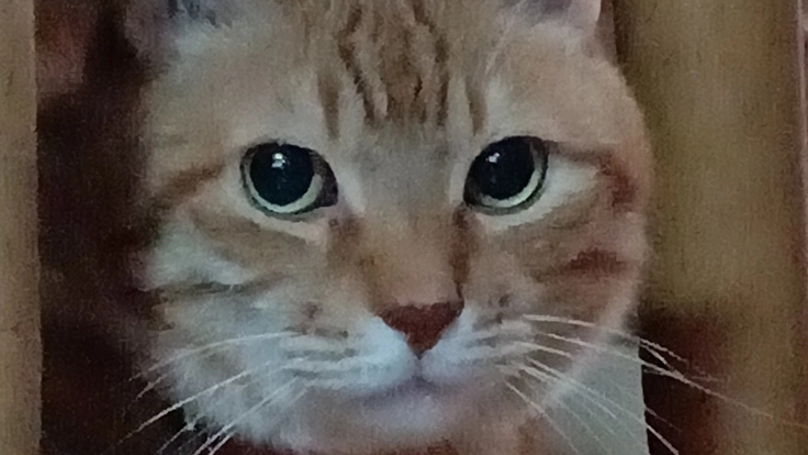 保護猫たちへご支援お願いします。