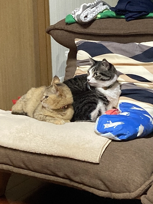 茶子、手術後3ヵ月の病院受診