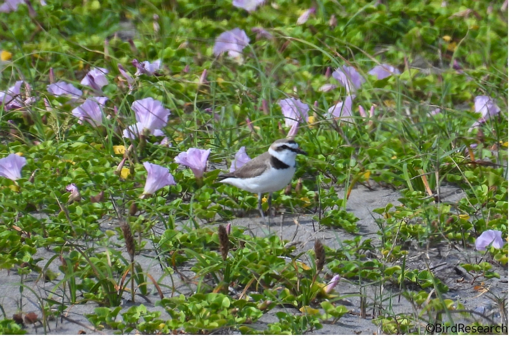 九十九里浜でイベントを実施しました！