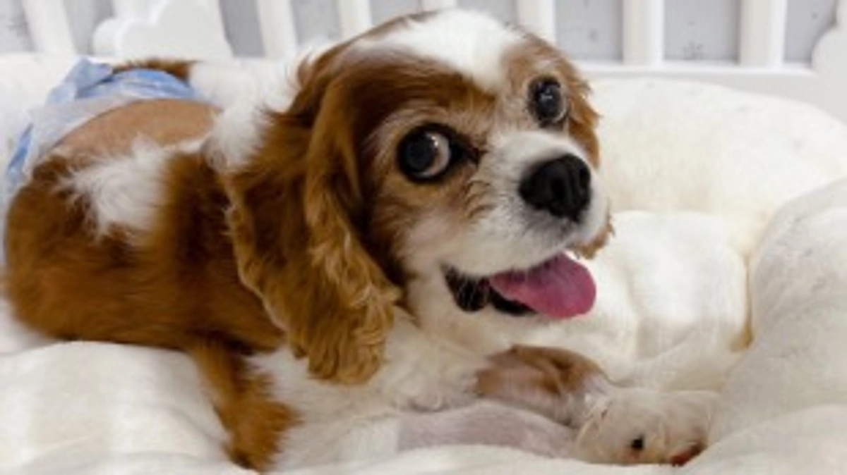 術後23日目。ついにルイが我が家に帰ってきました✨