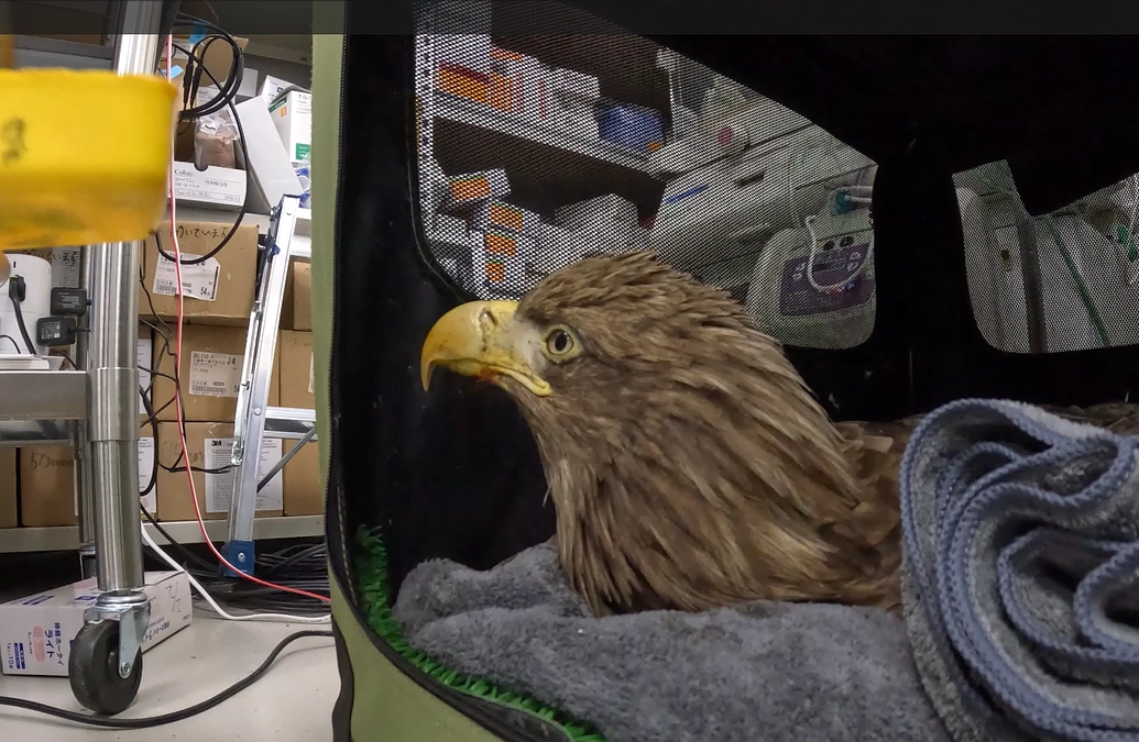 大腿骨を骨折したオジロワシへの給餌