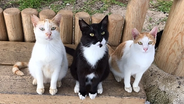 にゃんこのしっぽサポーター募集★石垣島の捨てられた猫たちに治療を！ のトップ画像