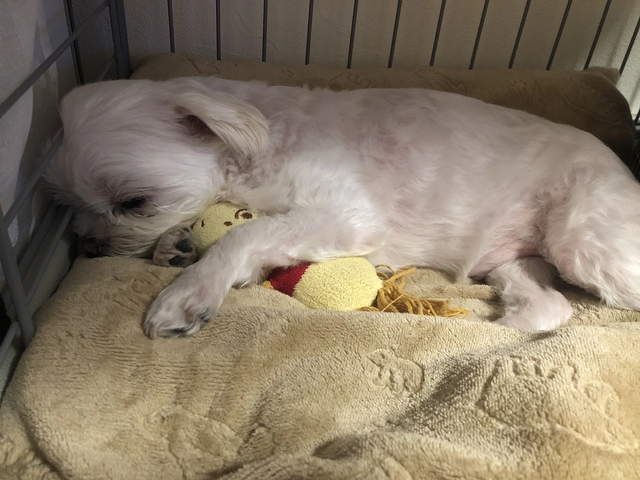 8/15のパフ太(*^_^*)