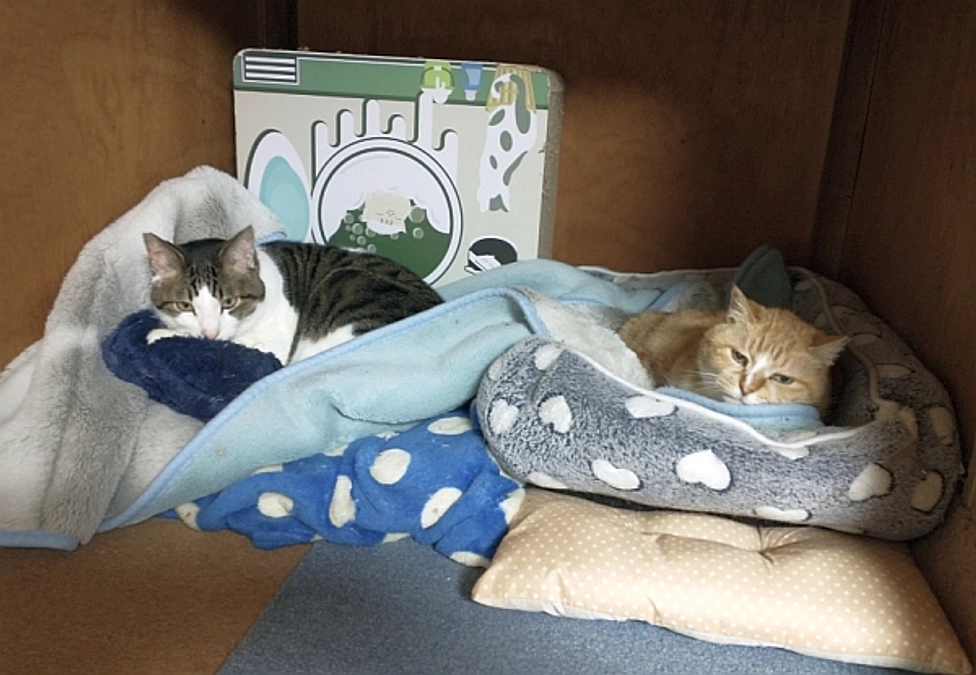 シェルターだより（2月）