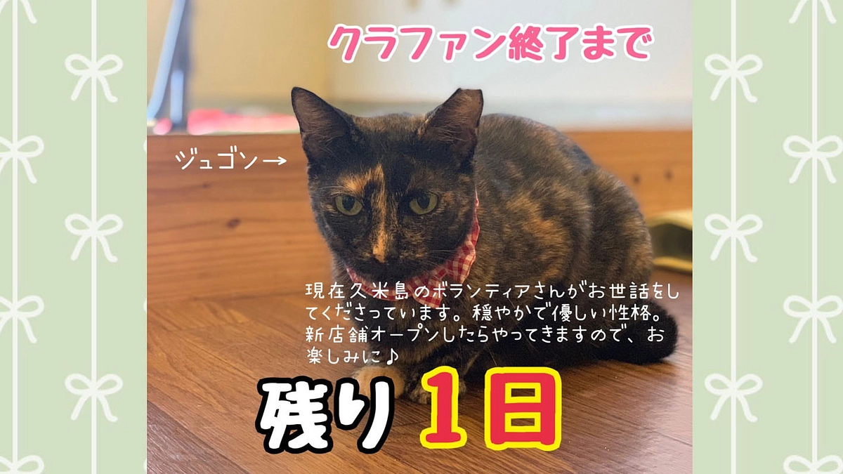 【あと1日】猫さんの受け入れ✨