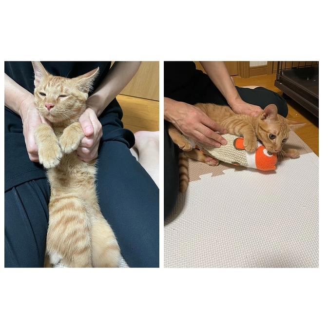 最近のめいちゃん②