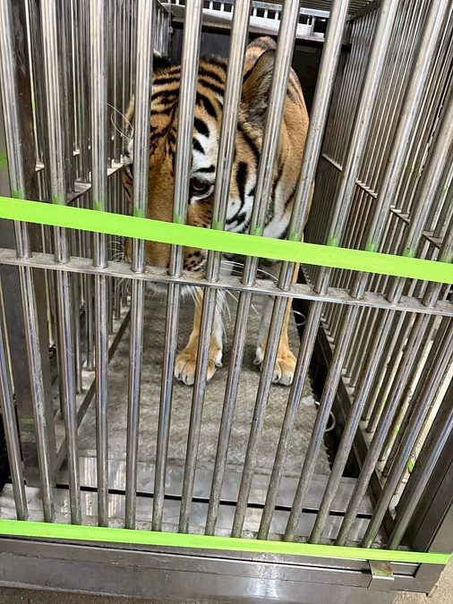 アムールトラのショウヘイ、トレーニング進んでます！