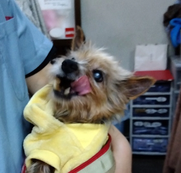 保護動物の紹介④新しく来た子達