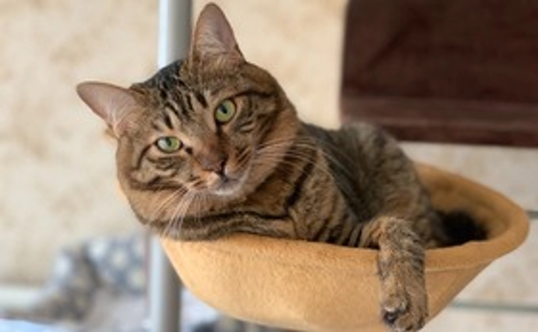 猫の館ME応援10000コース