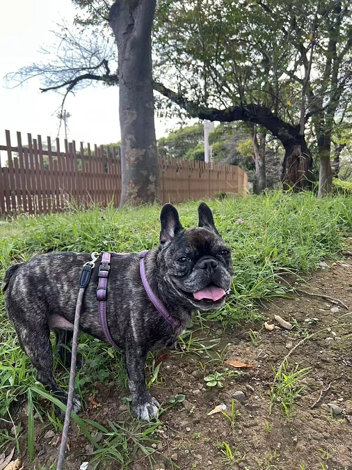 【ベラの近況報告】