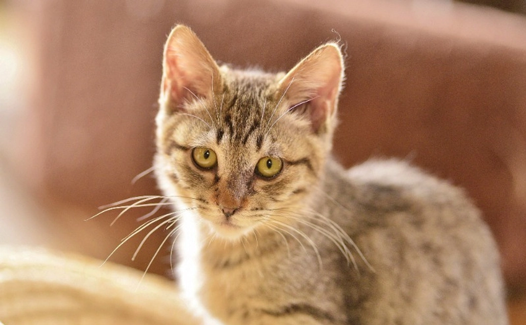 全力応援コース｜10,000円