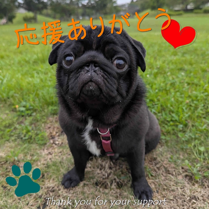 応援ありがとう《だいずのゴロゴロ》