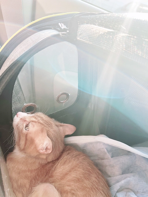 お久しぶりの投稿です！