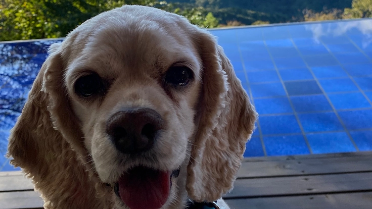 アメリカンコッカスパニエル　ロレンツア　リンパ腫癌　治療費ヘルプ！