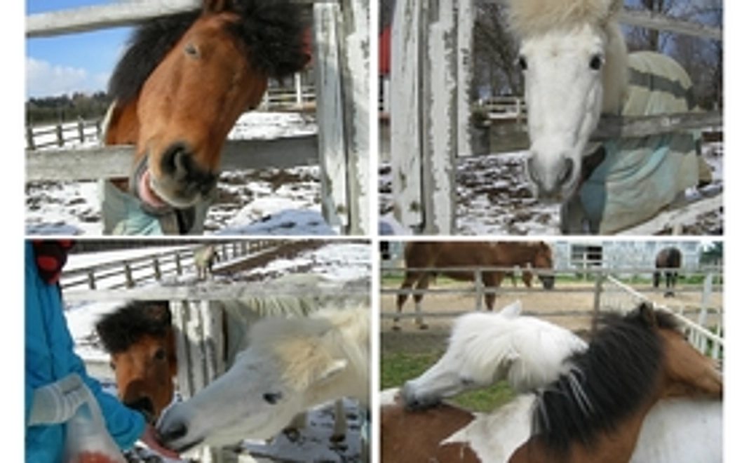 ポニーの写真セット