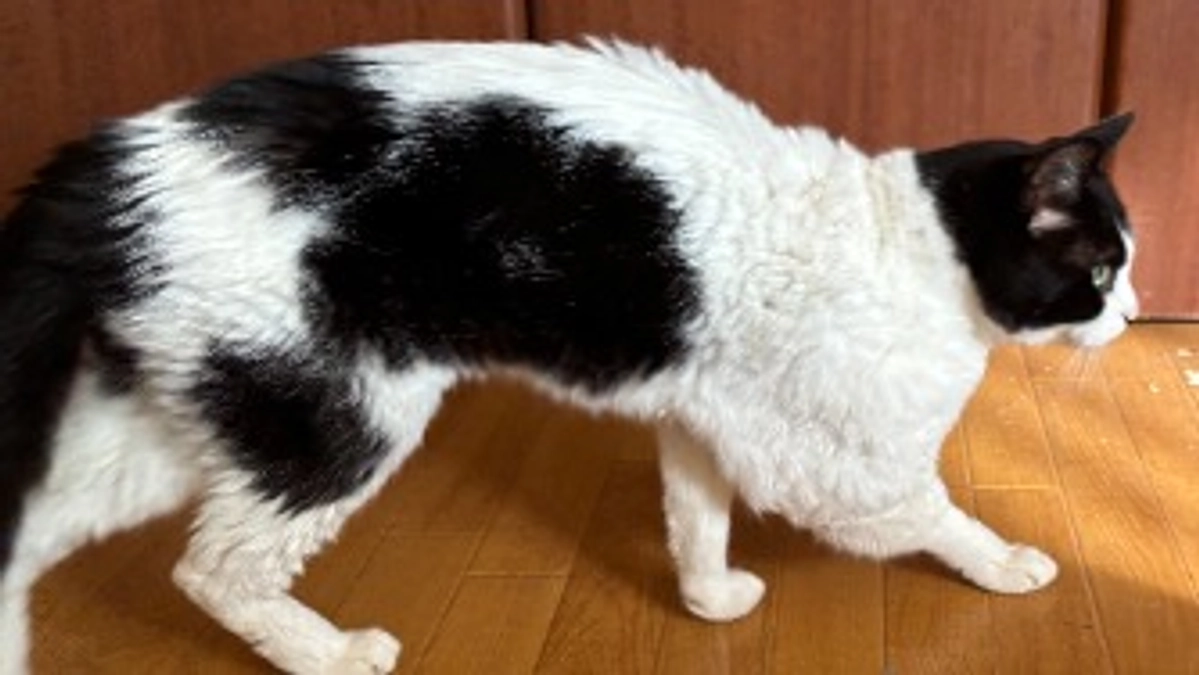 11月の治療費と今後の費用