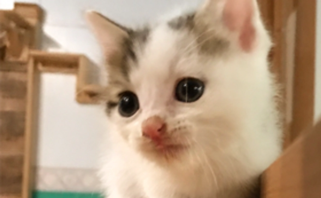 【返礼品不要】保護猫応援コース