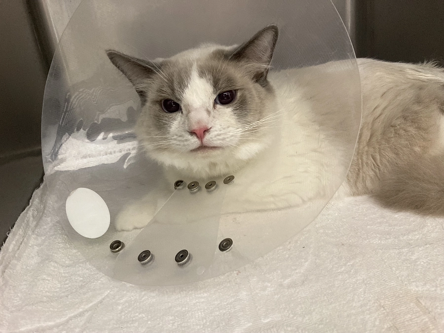 去勢手術、頑張ってくれました！☀️