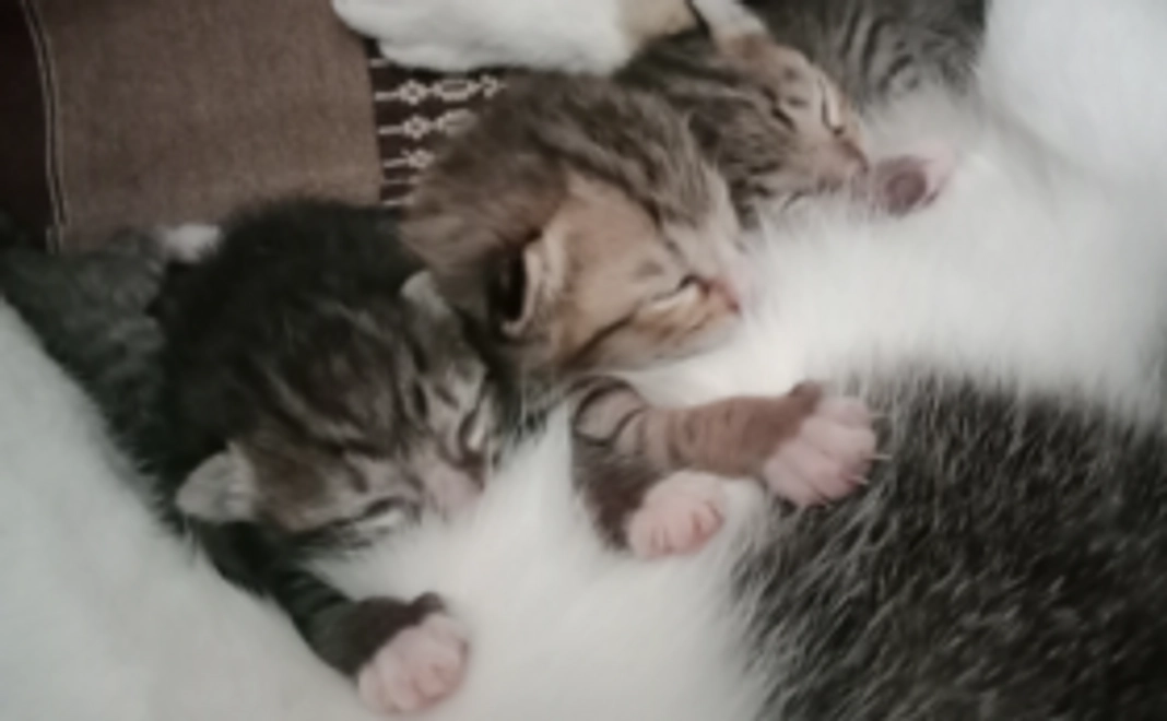 野良猫ファミリーを救いたい02