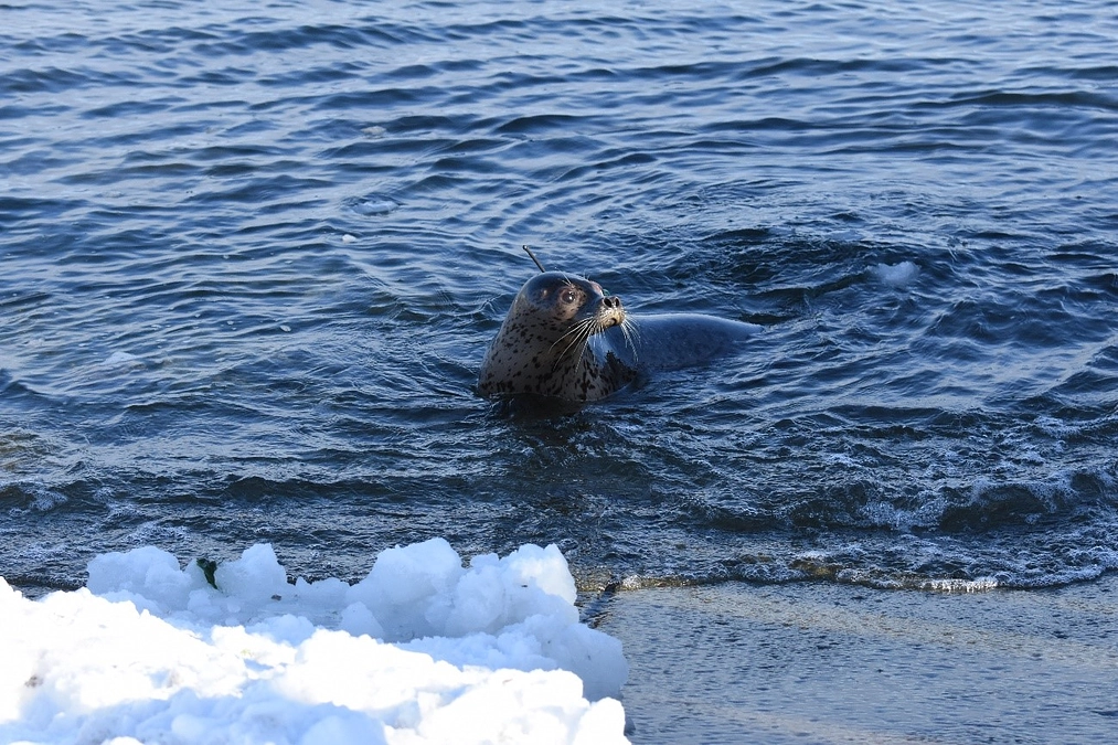 衛星発信器による追跡