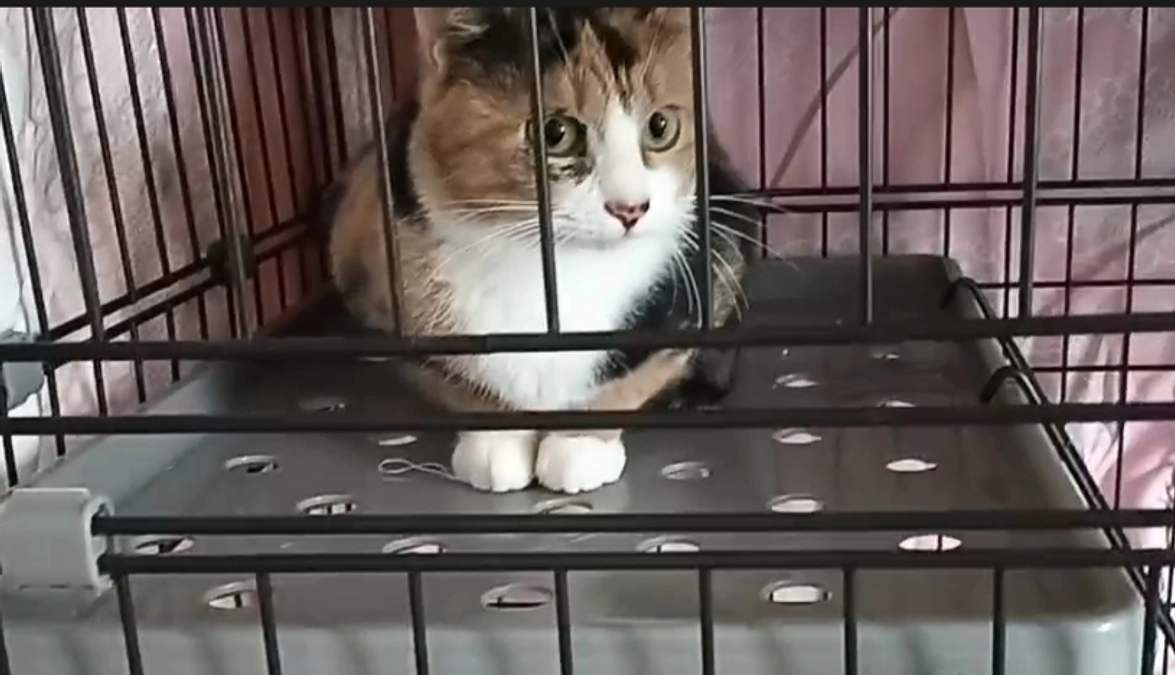 皆様ありがとうございました！