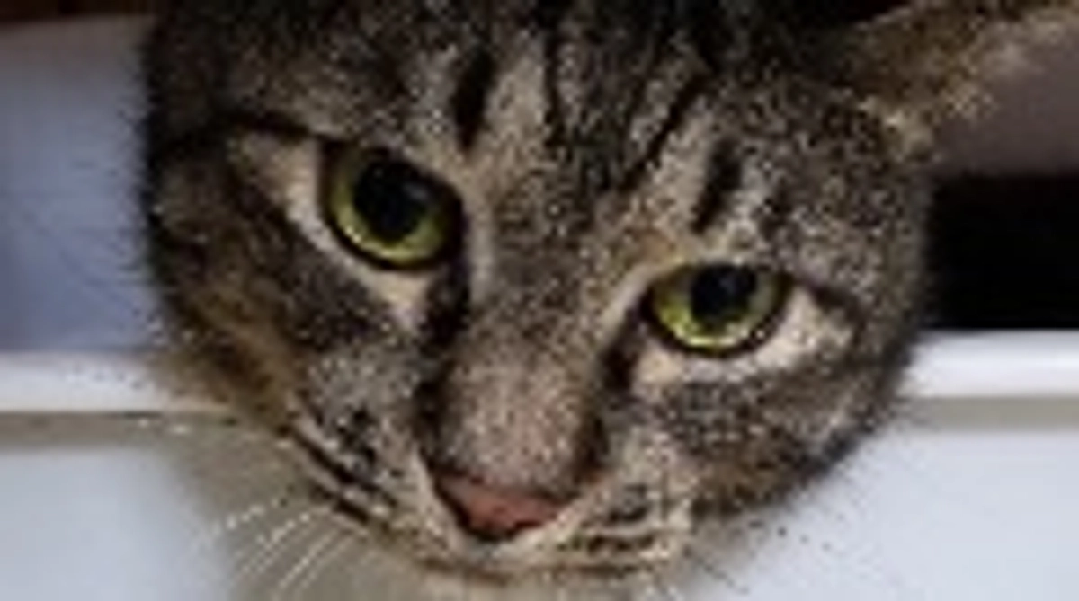 しゃーとチャー