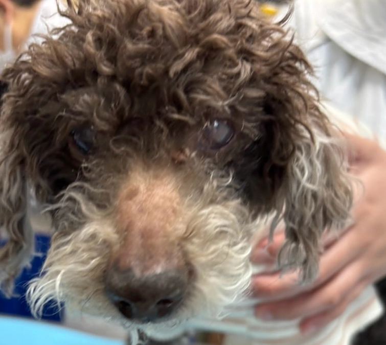 のんくんの手術について